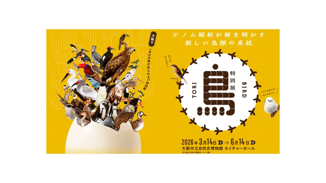 特別展「鳥～ゲノム解析が解き明かす新しい鳥類の系統～」大阪展